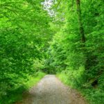 A tranquil unpaved path surrounded by lush green trees in Orbaiceta, Spain.