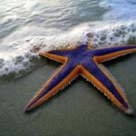 Close-up of a vibrant starfish on Daytona Beach with ocean waves lapping its arms.