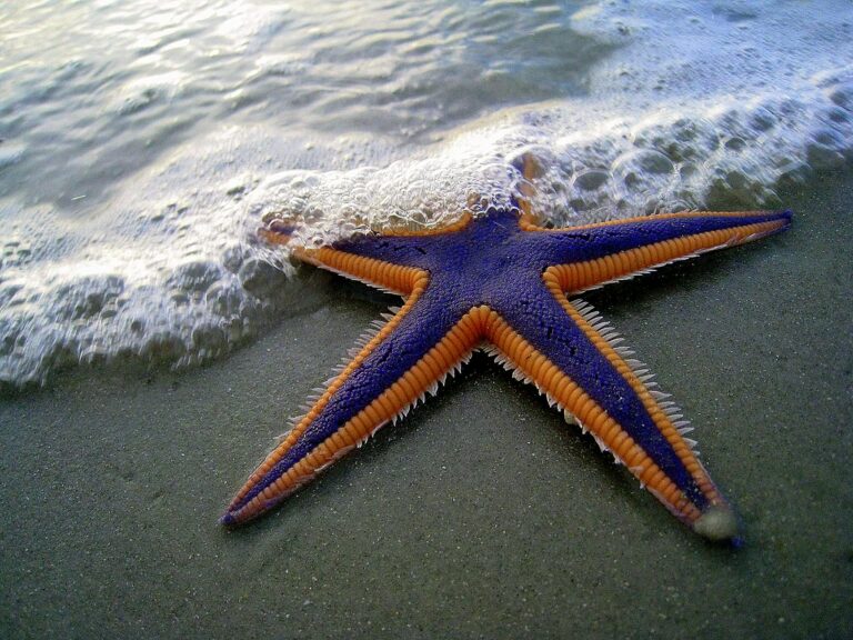 Close-up of a vibrant starfish on Daytona Beach with ocean waves lapping its arms.
