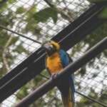 Colorful macaw parrot perched in an enclosure surrounded by lush greenery.