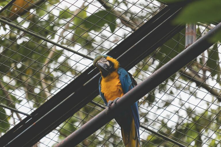 Colorful macaw parrot perched in an enclosure surrounded by lush greenery.