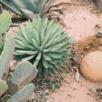 A serene desert garden featuring various cacti and succulents on sandy soil.
