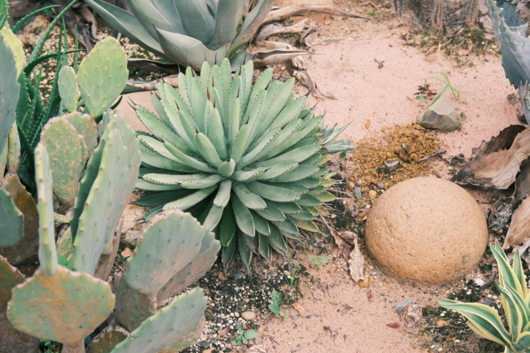 A serene desert garden featuring various cacti and succulents on sandy soil.