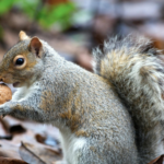 Free stock photo of squirrel