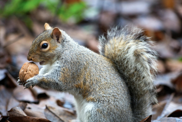 Free stock photo of squirrel