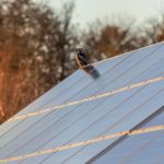 An owl sits majestically on a solar panel under the warm glow of sunset.