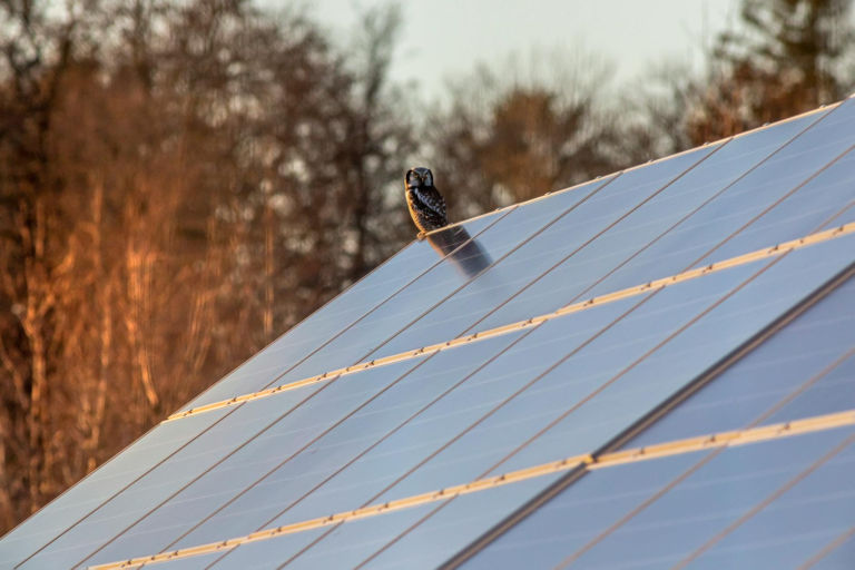 An owl sits majestically on a solar panel under the warm glow of sunset.