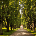 Idyllic tree-lined pathway in a lush green park, perfect for tranquil strolls.
