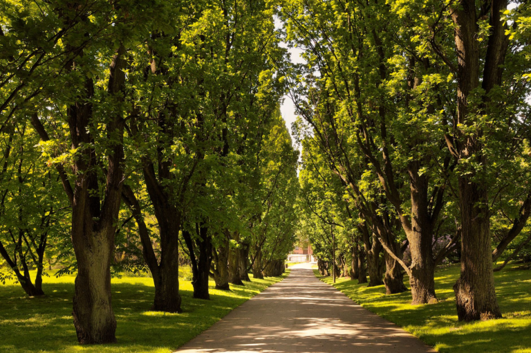 Idyllic tree-lined pathway in a lush green park, perfect for tranquil strolls.